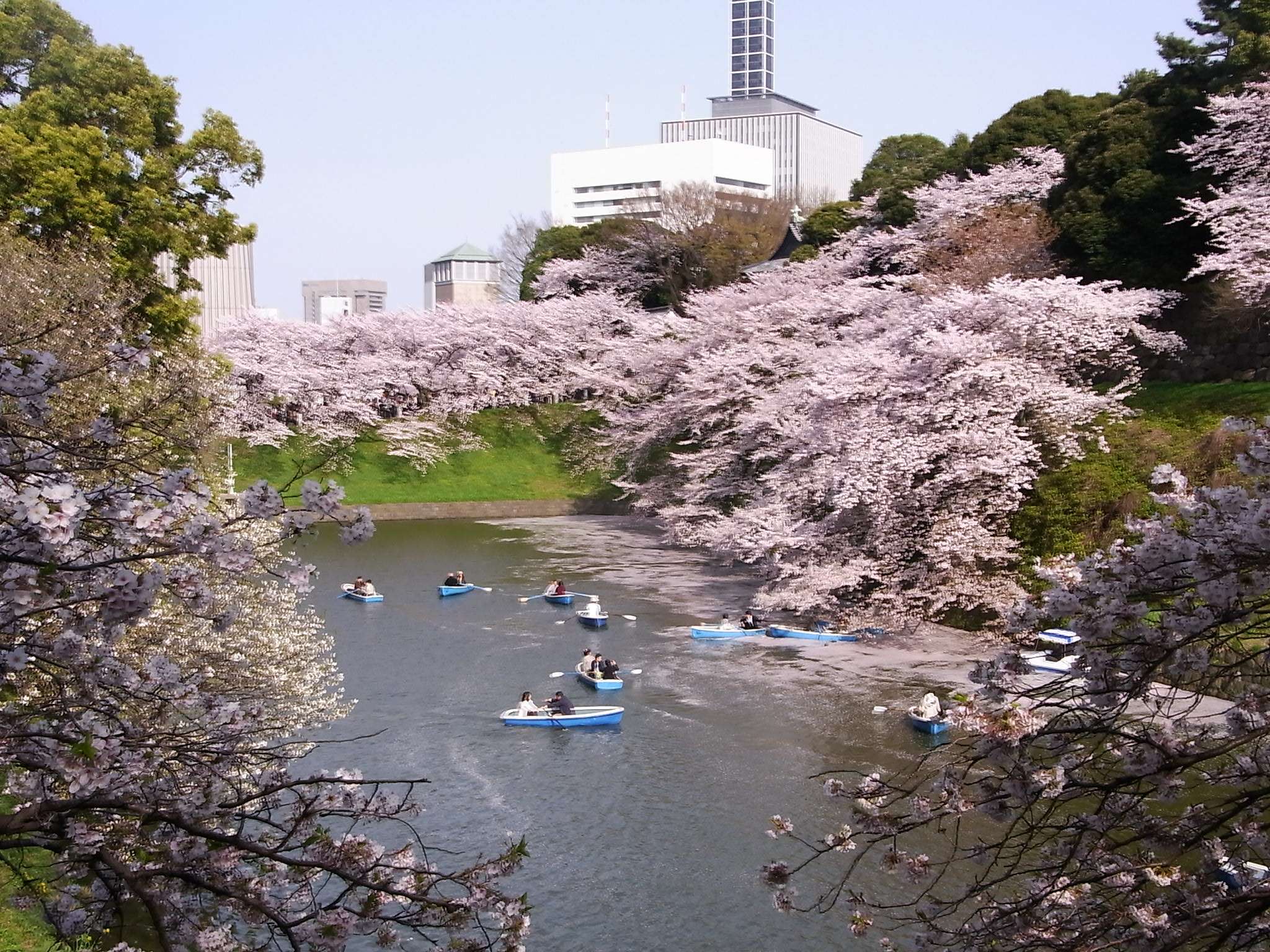 Japanese fora. Парк Уэно в Токио. Парк Уэно Сакура. Парк Уэно весной. Парк Уэно лотосовый пруд.