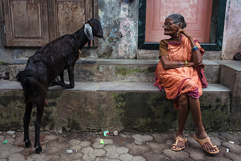 india_mumbai_ashok_nagar_old_woman_goat_animal